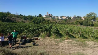 Comment les cépages résistants s’adaptent-ils en Sud-Ardèche ?