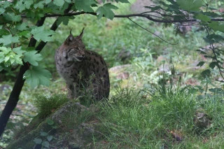 Le premier PNA lynx scruté de près par la profession agricole