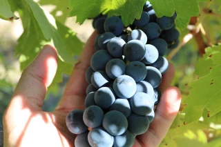 Millésime 2022 : bilan pré-vendanges