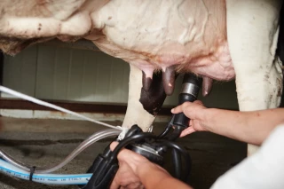 Le prix du lait en France est l’un des plus faibles d’Europe