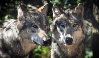 Le loup reste strictement une espèce protégée