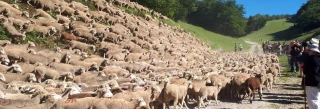 La Fête de la transhumance se réinvente au pays  de la clairette