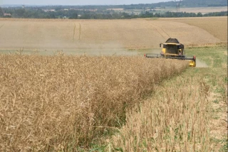 Les récoltes de colza et d’orge d’hiver estimées en hausse
