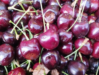 Drosophila suzukii et mouche de la cerise : « c’est ingérable ! »