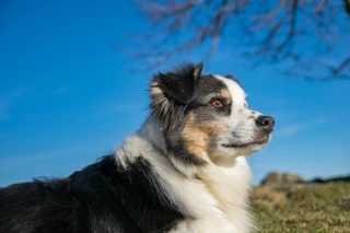 Les règles pour acquérir un chien