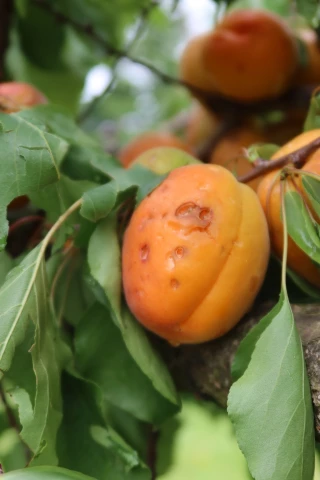 Valoriser ses fruits et légumes grêlés ou abîmés