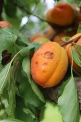 Valoriser ses fruits et légumes grêlés ou abîmés