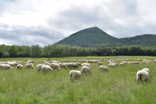 La transhumance des troupeaux reconnue par l’Unesco