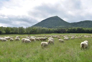 La transhumance des troupeaux reconnue par l’Unesco