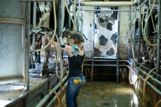 Europe : le prix du lait payé producteur en baisse