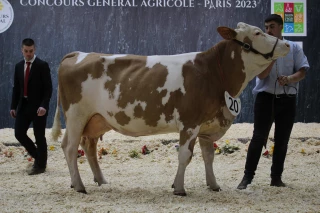 À 21 ans il a jugé la race simmental à Paris