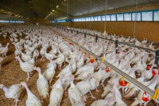 Stabilité des cas de salmonellose et campilobactériose