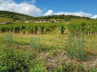 Compensation écologique :  faible plus-value en agriculture