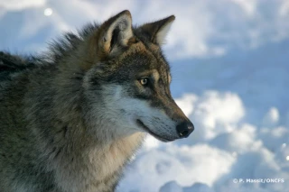 Vers une évolution du statut du loup