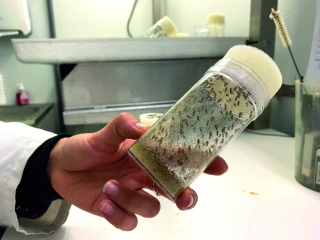 L’insecte stérile, source d’espoir et d’impatience