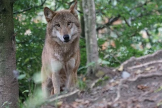 Loup : les eurodéputés agricoles impatients
