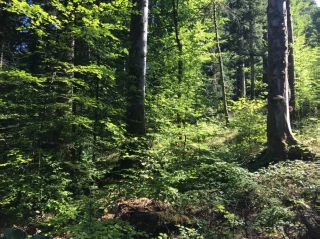 Une semaine pour découvrir la forêt et ses métiers