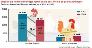 Le nombre d’élevages recule en dix ans,  sauf en poules pondeuses