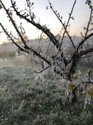 « Ce premier coup de gel a surpris tout le monde »