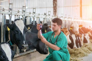 Le forfait vétérinaire, une solution pour les éleveurs ?