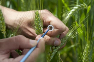 Agri Obtentions : devenir le semencier de l’agroécologie