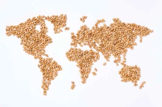 Le climat fait flamber les prix des grains 