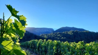 Un millésime 2024 compliqué pour les viticulteurs