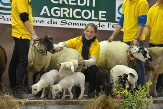 Les ovins seront bien présents dans le Hall 4