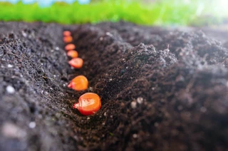 Les semences françaises peinent à s’exporter