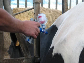 Comment vacciner ses animaux d'élevages ?