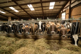 Les leviers pour agir sur la matière grasse du lait