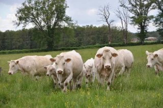 Comment bénéficier de la provision élevage ?