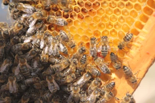 Aux États-Unis, taux de mortalité record chez les abeilles 
