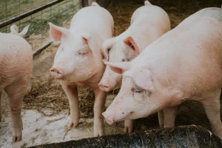 Environnement : la filière porc fournit des efforts