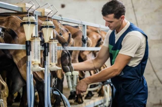 Baisse de la production de lait de chèvre 