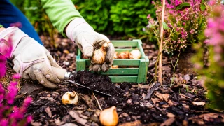 Les plantations du moment pour préparer son jardin