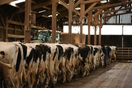 Crise au Criel : les producteurs veulent se faire entendre 