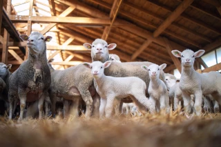 Production ovine, tous les indicateurs dans le rouge 