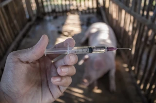 Santé animale : statu quo pour les antibiotiques