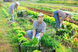Travail détaché : recours stable en agriculture