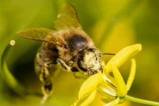 La 5e Semaine des fleurs pour les abeilles du 10 au 20 juin