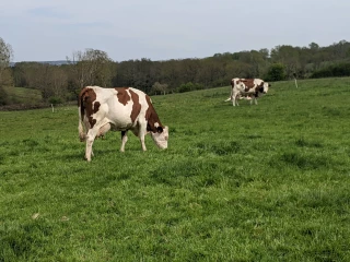 Fièvre aphteuse: la France et la Pologne annoncent le renforcement des contrôles