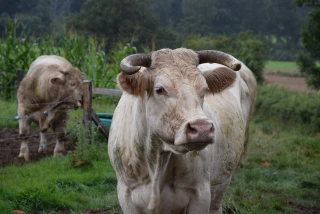 La provision « élevage » sera bien rétroactive sur 2024