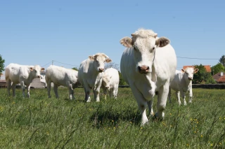 Feu vert pour l’accord de libre-échange avec la Nouvelle-Zélande