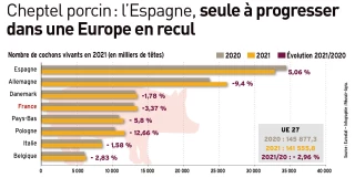Cheptel porcin : L’Union européenne en recul