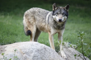 La Convention de Berne approuve le déclassement du loup