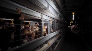 Bien-être animal : les filières d’élevage contre-attaquent