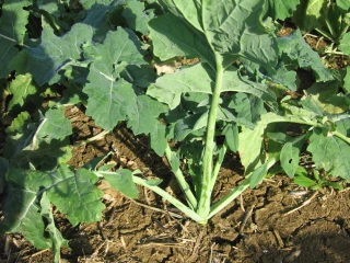 Votre colza est-il un colza robuste ?