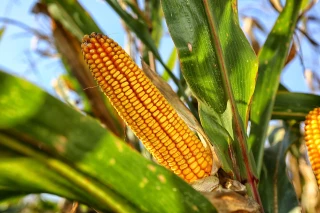 Maïs grain : les semis toujours en retard