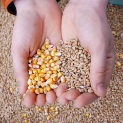 La production également pénalisée par le climat